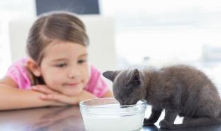 猫喝牛奶会怎么样 猫能不能喝牛奶